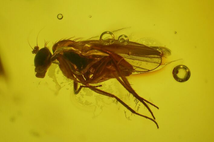 Fossil Fly (Diptera) In Baltic Amber #163536